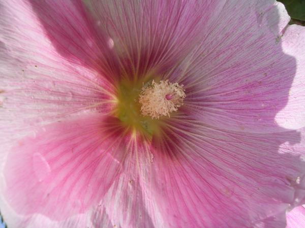 Stockrosenblüte (rosa)