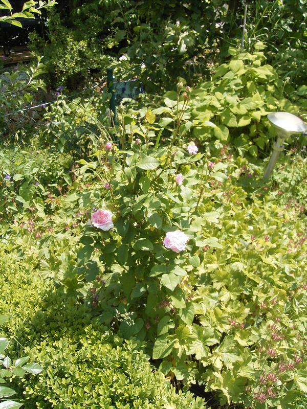 Cottage Rose (2)