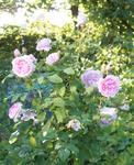 Cottage Rose (4)