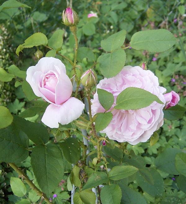 05-20 Cottage Rose