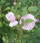 05-20 Cottage Rose